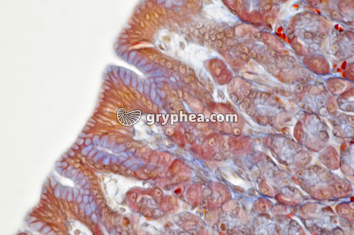 Estomac x160 - gryphea.org